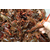 淡水小龙虾养殖技术|重庆张勇水产|荣昌小龙虾养殖缩略图1