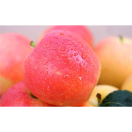 2019红富士苹果价格-河北美邦-红富士苹果