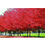 美国红枫苗木销售-美国红枫苗圃基地-美国红枫苗木缩略图1