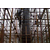椭圆柱模板、祥和木制圆模板(在线咨询)、滨州圆柱模板缩略图1