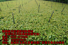 大樱桃树苗种植-临朐樱桃苗销售-锦州樱桃树苗