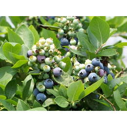 组培蓝莓苗种植、安庆组培蓝莓苗、柏源农业科技公司