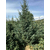 卖质量好云杉-就到甘肃云杉价格-2米3米种植云杉缩略图3