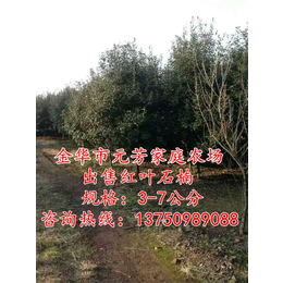 元芳家庭农场高存活率|7公分红叶石楠树基地