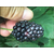 树莓苗价格、孝感树莓苗、蓝丰园艺场(查看)缩略图1
