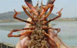 家庭龙虾养殖-武汉农科大(在线咨询)-山西龙虾养殖