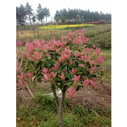 彩叶桂花树多少钱一棵,彩叶桂花,找珍珠彩桂就到好彩(查看)