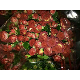 新疆香槟玫瑰,红瑞花卉,新疆香槟玫瑰基地