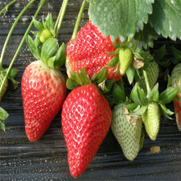 草莓苗批发 草莓苗价格 红颜草莓苗