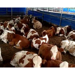西门塔尔肉牛300-500斤的_富贵肉牛养殖_云南西门塔尔