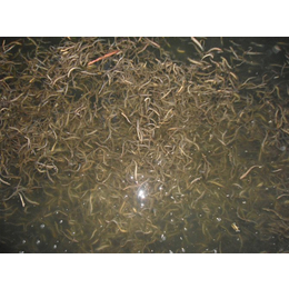 泥鳅种苗-泥鳅-金兴养殖场品质保障(查看)