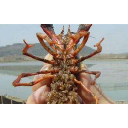 龙虾养殖-武汉农科大高科技公司-淡水小龙虾养殖技术