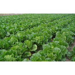 新鲜蔬菜供应|蔬菜供应|宏鸿农产品集团(多图)