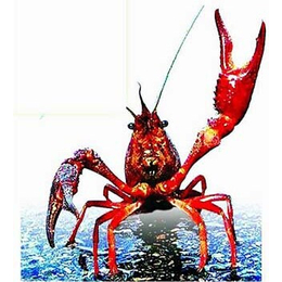 山东龙虾养殖|武汉农科大高科技|小龙虾养殖技术