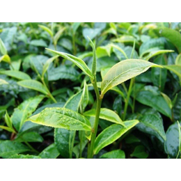 各种茶叶的价格|佳茗茶业(在线咨询)|济宁茶叶
