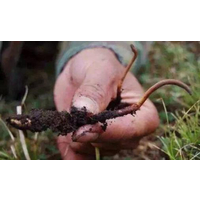 挖草藏民达娃讲解神秘的冬虫夏草形成以及那曲冬虫夏草的采挖过程