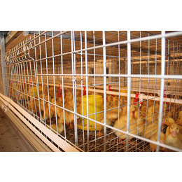 全自动鸡场养殖设备|方圆笼具|鹤壁养殖设备