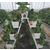唐山草莓观光采摘-立体草莓种植槽-河北华耀缩略图2