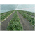 唐山草莓观光采摘-立体草莓种植槽-河北华耀缩略图3