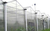 齐鑫温室园艺(图)|阳光板温室大棚建设|阳光板温室大棚缩略图1