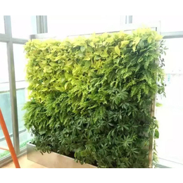 绿植租赁|绿植租赁厂家|北京林昊欣达(推荐商家)