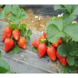 滁州草莓苗|柏源农业科技|巧克力草莓苗