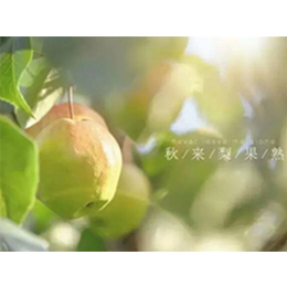 洛川苹果厂家、景盛果业(在线咨询)、洛川苹果