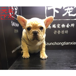 法牛犬公司,尊宠天下(在线咨询),法牛犬