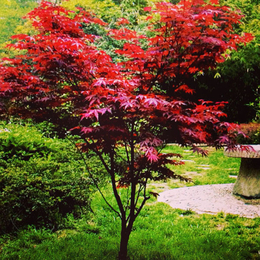 日本红枫树栽种|日本红枫树|瑞天园林(查看)