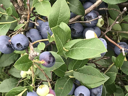 珍珠蓝莓苗采购-天津珍珠蓝莓苗-山东亿通园艺