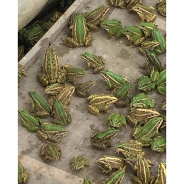 黑斑蛙-湖北年连富生态农业-黑斑蛙种苗出售