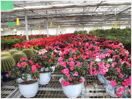 湛江花卉育苗设备-养花移动苗床-厂家品质可靠