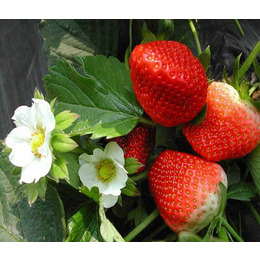 大棚草莓苗|柏源农业科技公司|大棚草莓苗批发