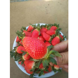 草莓苗怎么种、莱芜草莓苗、乾纳瑞农业(多图)