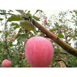 景盛果业(图)|洛川苹果多少钱一箱|洛川苹果