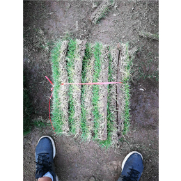 草坪基地|绿苑园林工程(在线咨询)|鄂州草坪