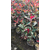 30公分红叶石楠球,红叶石楠,好彩红叶石楠产地*缩略图1