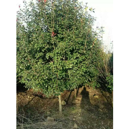 元芳家庭农场品种基地_温州高杆红叶石楠树
