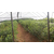 蓝莓基地_贵州蓝莓_百色农业公司(查看)缩略图1