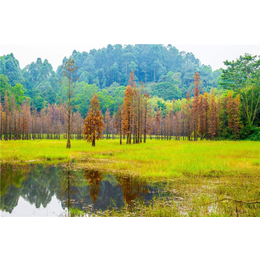 落羽杉种植|淘氧彩叶苗木(在线咨询)|台湾落羽杉