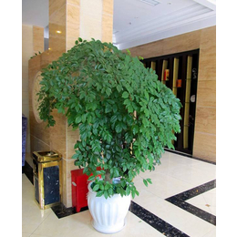 绿植盆栽、武汉汇绿美景园艺(在线咨询)、绿植
