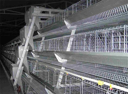 一组蛋鸡笼子多少钱-蛋鸡笼子-运盈机械鸡笼生产厂家