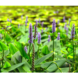 水养植物_四川水养植物生产基地_众禾水生植物(****商家)