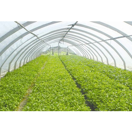 玻璃阳光温室大棚-通化温室大棚-华牧养殖设备定做