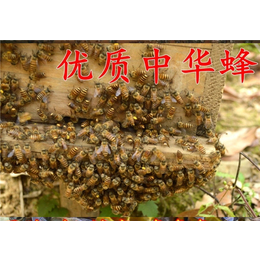 云南 中蜂养殖|贵州蜂盛| 中蜂养殖场地