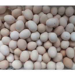 辽宁如何辨别土鸡蛋,如何辨别土鸡蛋,永柴养殖土鸡蛋(查看)