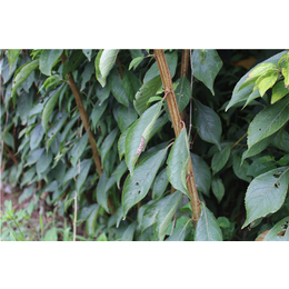 直径3公分粗李子苗 脆红李的种植季节 李子树的种植方法 