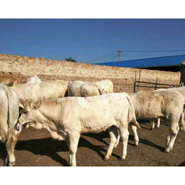 忻州肉牛养殖场|富贵肉牛养殖|忻州肉牛