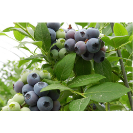 两年生蓝莓、云南蓝莓、重庆百色农业
