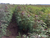 起垄型木薯种植机-木薯种植机-中热农业机械缩略图1